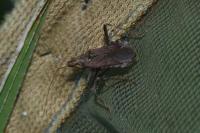 Himacerus apterus