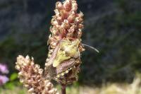 Carpocoris purpureipennis