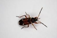 Raglius alboacuminatus