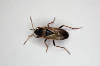 Xanthochilus quadratus