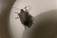 Halyomorpha halys