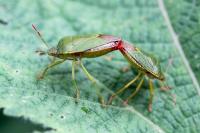 Palomena prasina