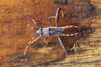 Camptopus lateralis