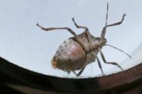Halyomorpha halys