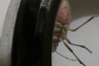 Halyomorpha halys