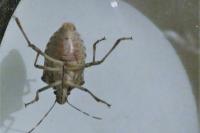 Halyomorpha halys