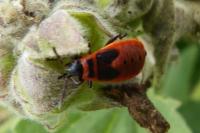 Pyrrhocoris apterus