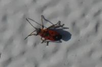 Melanocoryphus albomaculatus