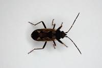 Rhyparochromus vulgaris