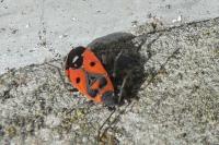 Melanocoryphus albomaculatus