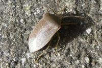 Nezara viridula