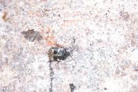 Tritomegas bicolor
