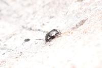 Tritomegas bicolor
