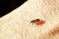 Raglius alboacuminatus