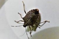 Halyomorpha halys