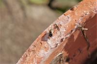 Geocoris megacephalus