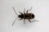 Rhyparochromus vulgaris