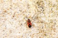 Melanocoryphus albomaculatus