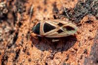 Xanthochilus quadratus