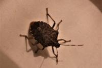 Halyomorpha halys