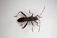 Camptopus lateralis