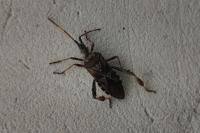 Leptoglossus occidentalis