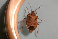 Halyomorpha halys