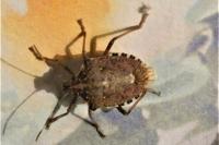 Halyomorpha halys
