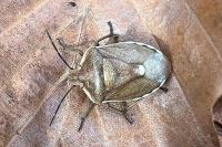 Chlorochroa pinicola