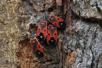 Melanocoryphus albomaculatus