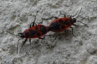 Pyrrhocoris apterus