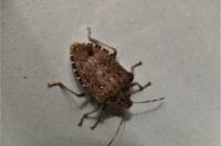 Halyomorpha halys