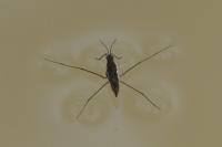 Gerris