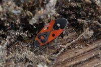 Melanocoryphus albomaculatus