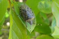 Rhaphigaster nebulosa