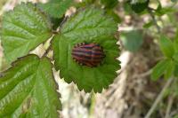 Graphosoma italicum
