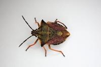 Carpocoris mediterraneus
