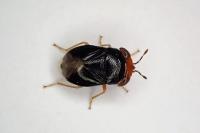 Geocoris erythrocephalus