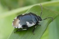 Tritomegas bicolor