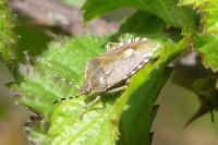 Dolycoris baccarum
