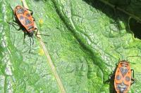 Pyrrhocoris apterus