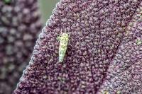 Eupteryx melissae
