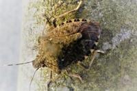 Halyomorpha halys