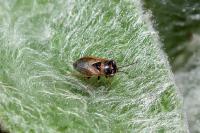Geocoris megacephalus