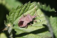 Coreus marginatus