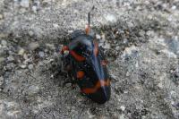 Cercopis intermedia