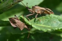 Coreus marginatus