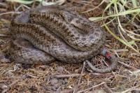 Melanocoryphus albomaculatus