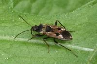 Rhyparochromus vulgaris