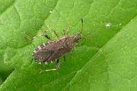 Ceraleptus gracilicornis